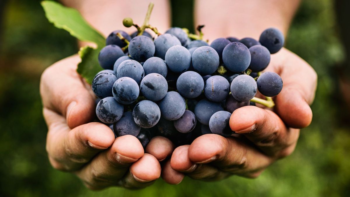 Strugurii din R. Moldova au ajuns în 33 de țări. Anul trecut, producătorii au majorat cu 11% cantitatea exportată