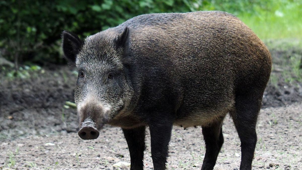 Carantină în raionul Cahul. În zona de frontieră a fost găsit un mistreț infectat cu pestă porcină
