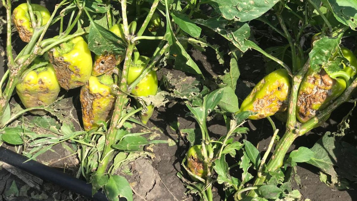Agricultorii afectați de intemperiile din vara anului 2023 pot solicita ajutor financiar până pe 15 martie