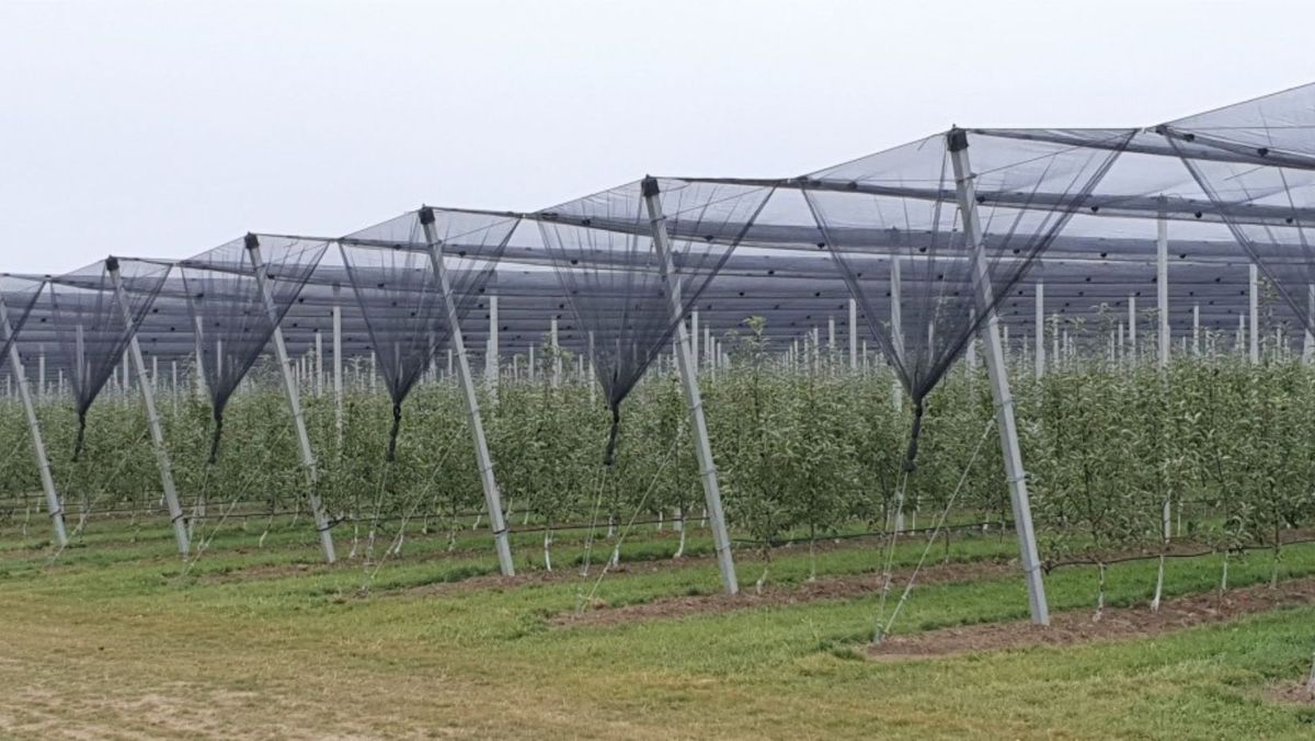 Sisteme antigrindină, instalate în livezile din țară. Horticultorii, îndemnați să aplice la proiectul Livada Moldovei