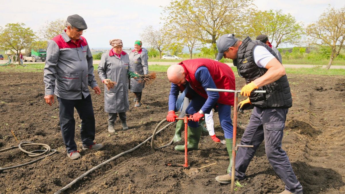 Sporirea capacităților de producție. Circa 50 de hectare de viță de vie, plantate de Combinatul de vinuri Cricova