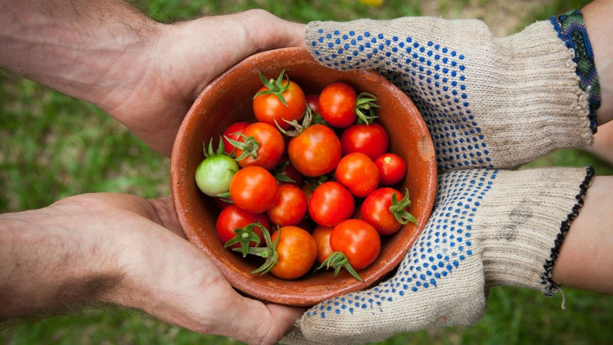 Fermierii pot solicita granturi post investiționale pentru tranziția către practici agricole mai sustenabile