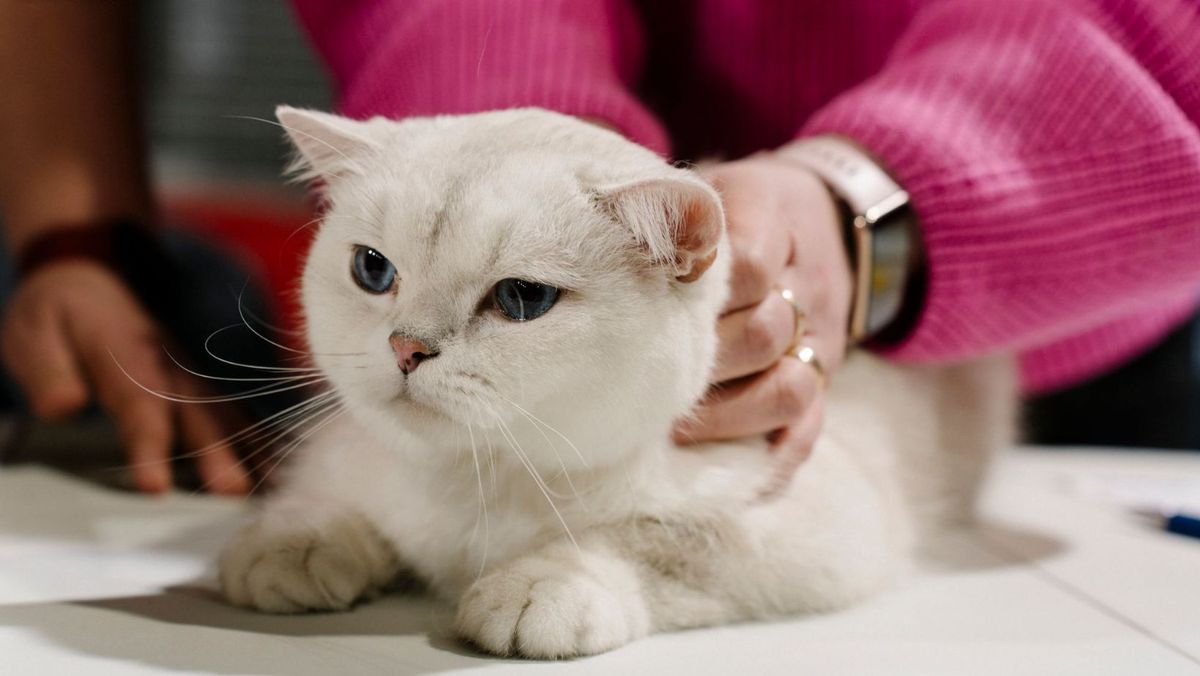În capitală se va desfășura Festivalul Animalelor de Companie „De mânuță cu lăbuța”. Detalii