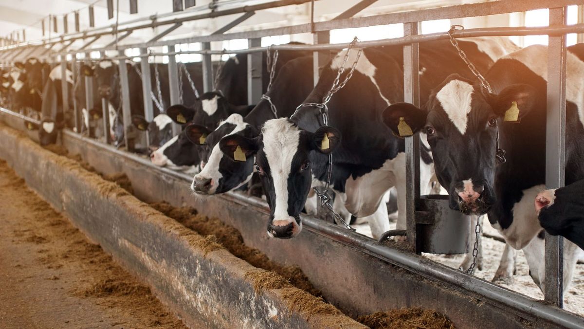 Granturi de până la un milion de dolari pentru crescătorii de bovine. Până când pot fi depuse dosarele