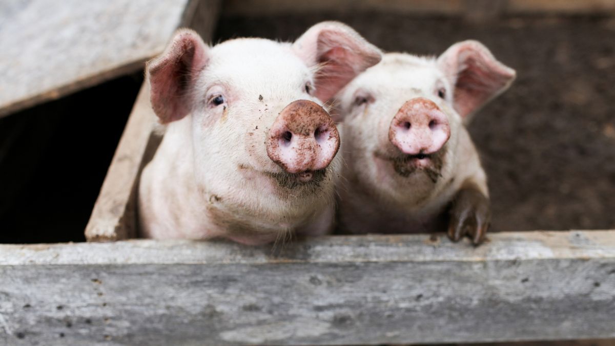 Două cazuri de pestă porcină și un caz de rabie la bovină, înregistrate în R. Moldova. Recomandările ANSA