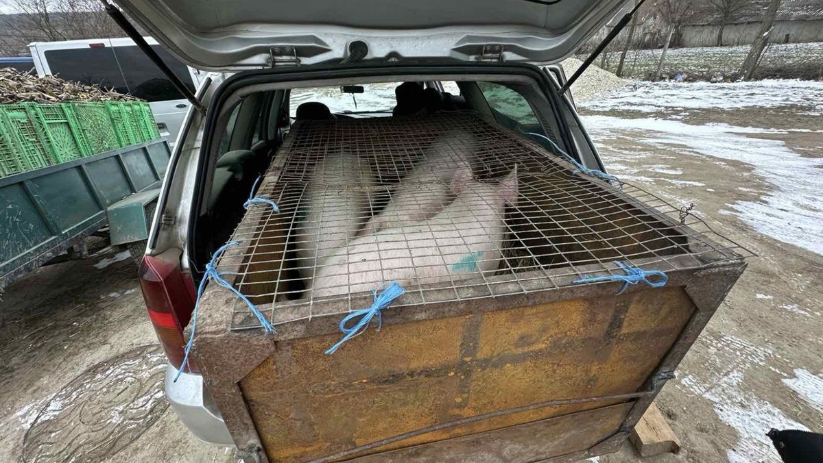 ANSA intensifică măsurile de combatere a pestei porcine africane. Recomandări pentru cetățeni