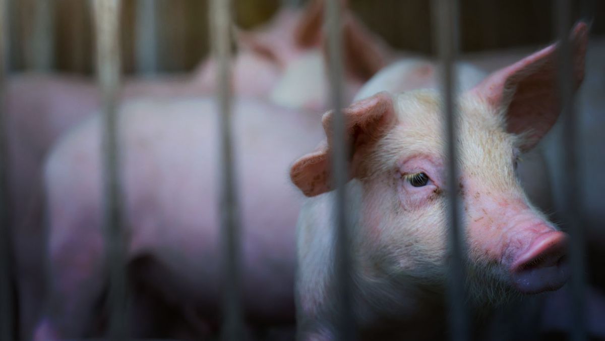În R. Moldova a fost depistat încă un focar de pestă porcină. De această dată, la o fermă din Criuleni