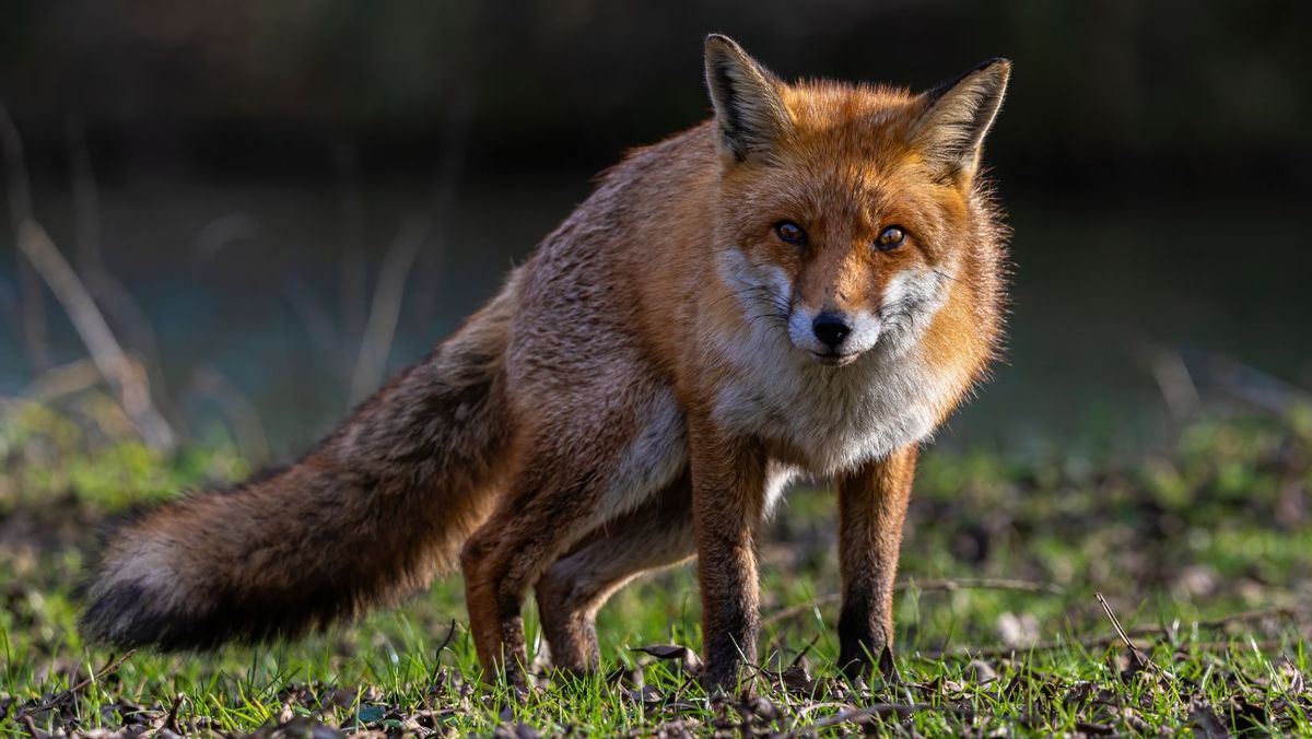 În țară au fost înregistrate două cazuri de rabie la vulpi, trei de pestă porcină și unul de gripă aviară