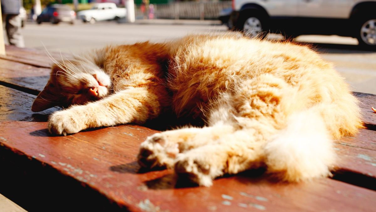 Primăvara își intră în drepturi. Pentru ziua de 6 martie sunt prognozate maxime de până la +20°C