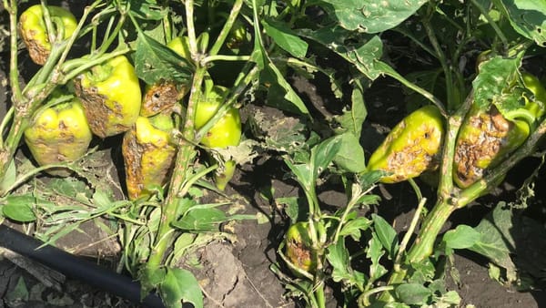 Agricultorii afectați de intemperiile din vara anului 2023 pot solicita ajutor financiar până pe 15 martie