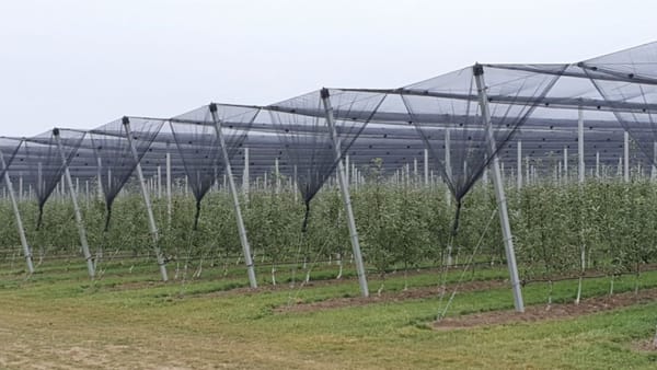 Sisteme antigrindină, instalate în livezile din țară. Horticultorii, îndemnați să aplice la proiectul Livada Moldovei