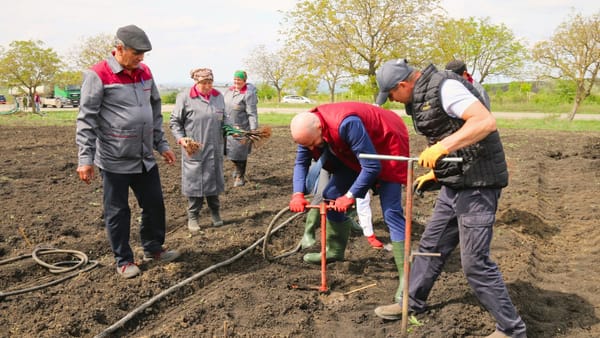 Sporirea capacităților de producție. Circa 50 de hectare de viță de vie, plantate de Combinatul de vinuri Cricova