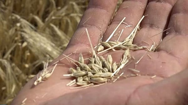VIDEO/ Recolta de orz s-a redus aproape în jumătate. Fermier: „N-are greutate, e supt și strâns”