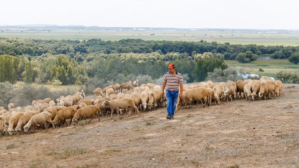 O țară arabă vrea să importe oi și produse agricole din R. Moldova