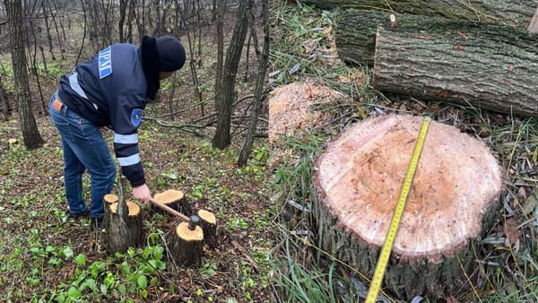 Zeci de arbori au fost defrișați ilegal La Criuleni. Făptașul - identificat și sancționat