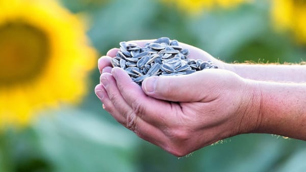În noiembrie, R. Moldova a exportat o cantitate record de semințe de floarea-soarelui
