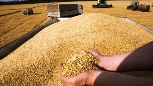 Licențierea importului de cereale și oleaginoase ar putea fi extinsă și pentru 2025. Anunțul MAIA