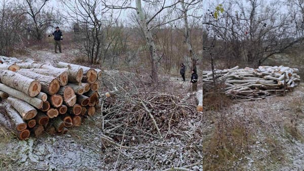 GALERIE FOTO/ Caz grav de defrișare. Peste 300 de arbori de diferite specii, tăiați în raionul Hîncești