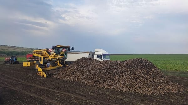 2024 a fost cel mai complicat an pentru producătorii de sfeclă de zahăr -  ANALIZĂ