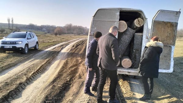 Tăieri ilegale de arbori la Ocnița și Dondușeni. Inspectorii de mediu au aplicat mai multe amenzi