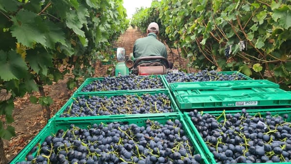 Din aprilie, producătorii vor putea exporta fără taxe vamale în Elveția, Norvegia, Islanda și Liechtenstein