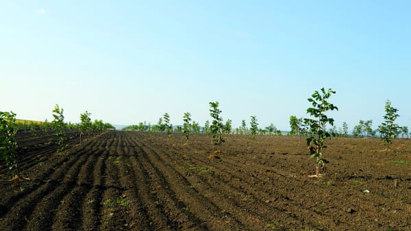 În R. Moldova va fi creată o nouă o instituție publică - Oficiul Horticol