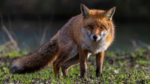 În țară au fost înregistrate două cazuri de rabie la vulpi, trei de pestă porcină și unul de gripă aviară