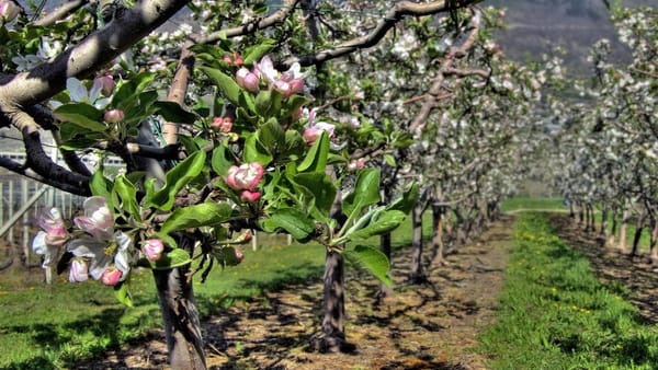 Înghețurile afectează agricultura. Fermierii cer convocarea de urgență a unei ședințe la Guvern