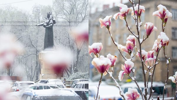 Lalele și copaci înfloriți - acoperiți de zăpadă! Baba Dochia își scutură cojoacele la Bălți - GALERIE FOTO