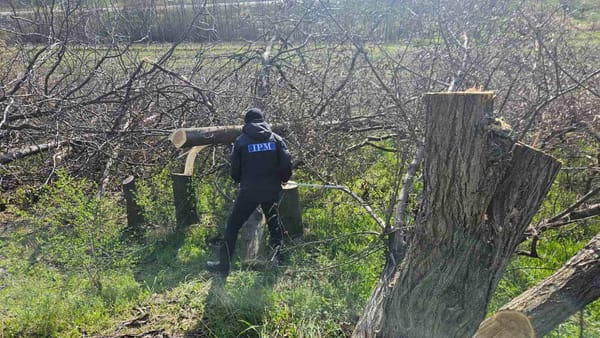 Două persoane din Bălți s-au ales cu amenzi, după ce au defrișat mai mulți arbori. Ce spun inspectorii de mediu