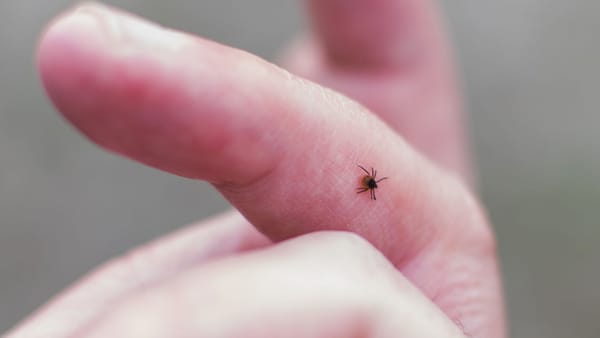 Atenție la căpușe! Trei copii din capitală au fost diagnosticați cu boala Lyme