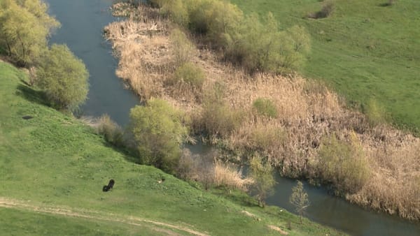 Cel mai mare afluent al râului Nistru - înnămolit și invadat de  vegetație. Autoritățile locale solicită ajutor