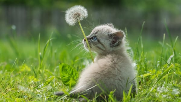 Maxime de până la +27°C și cer variabil. Prognoza meteo pentru prima sâmbătă din luna mai