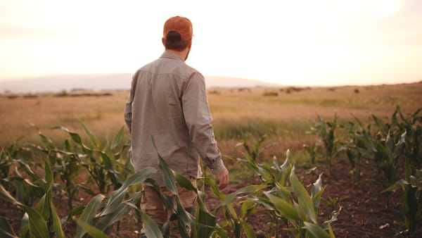 AIPA a finalizat subvenționarea primelor de asigurare în agricultură pentru anul 2024