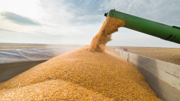 Regimul de licențe la importul cerealelor și oleaginoaselor a fost extins până la 31 decembrie 2025